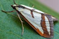 Ephelis pudicalis