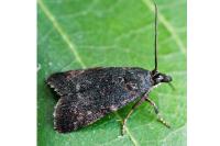 Heliothela wulfeniana