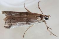 Pempelia palumbella