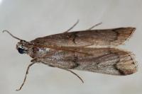 Pempelia palumbella