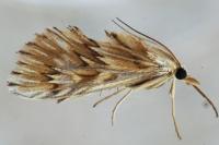 Cynaeda dentalis