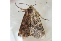 Anarta pugnax
