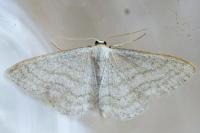 Idaea subsericeata