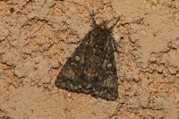 Acronicta megacephala