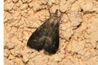 Schrankia costaestrigalis