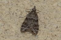 Scoparia ambigualis/basistrigalis