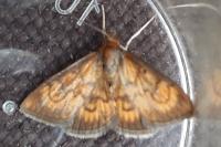 Ecpyrrhorrhoe rubiginalis