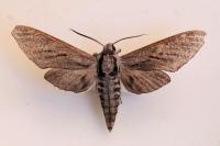 Hyloicus corsica