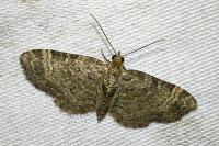 Pasiphila chloerata