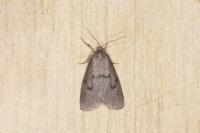 Apaidia mesogona