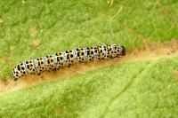 Cucullia verbasci