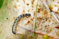 Eriogaster lanestris