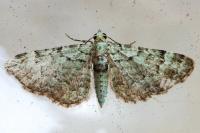 Pasiphila rectangulata
