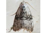 Meganola togatulalis