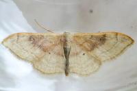Idaea degeneraria