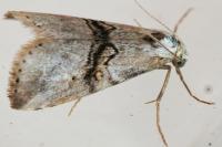 Zebeeba falsalis