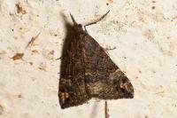 Hypena obsitalis