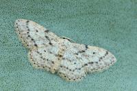 Idaea seriata