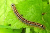 Malacosoma neustria