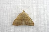 Herminia tarsicrinalis