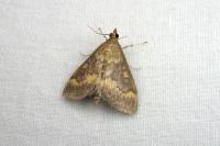 Ostrinia nubilalis