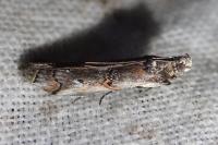 Pempelia palumbella
