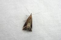 Schrankia costaestrigalis