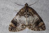 Dysstroma truncata