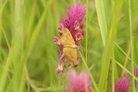 Camptogramma bilineata