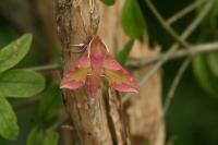 Deilephila porcellus