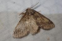 Gluphisia crenata