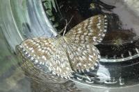 Scopula tessellaria