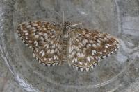 Scopula tessellaria