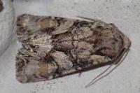 Lacanobia contigua