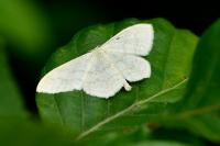 Scopula floslactata