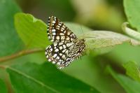 Chiasmia clathrata