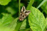 Autographa gamma