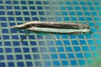 Angustalius malacellus