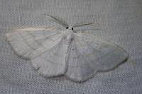 Cabera pusaria