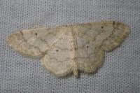 Idaea biselata