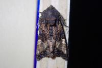 Euplexia lucipara