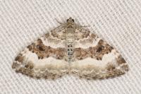 Epirrhoe rivata