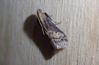Euzophera fuliginosella
