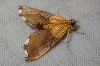 Agrotera nemoralis