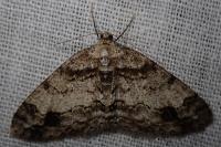 Paradarisa consonaria