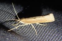 Pediasia contaminella