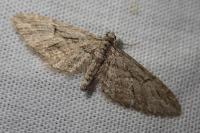 Eupithecia oxycedrata