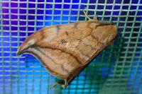 Drepana curvatula
