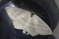 Scopula nigropunctata