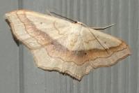 Scopula imitaria